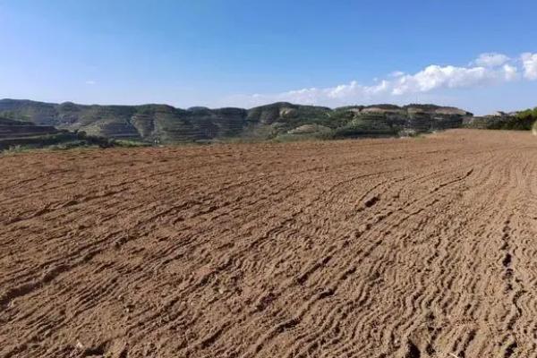 四季豆高产种植方法，每穴可保留2株建壮苗