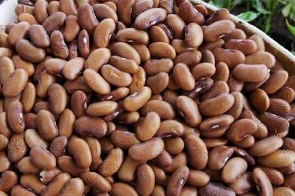 四季豆高产种植方法，每穴可保留2株建壮苗