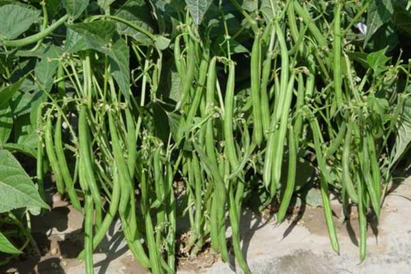 四季豆高产种植方法，每穴可保留2株建壮苗
