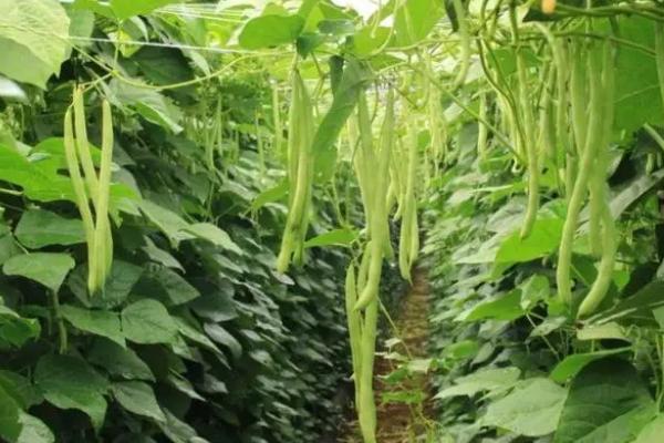 四季豆高产种植方法，每穴可保留2株建壮苗