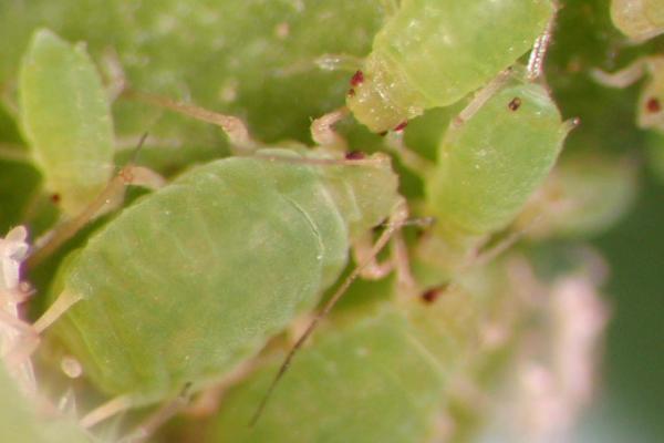 四季豆高产种植方法，每穴可保留2株建壮苗