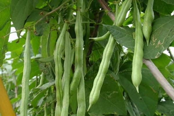 四季豆高产种植方法，每穴可保留2株建壮苗