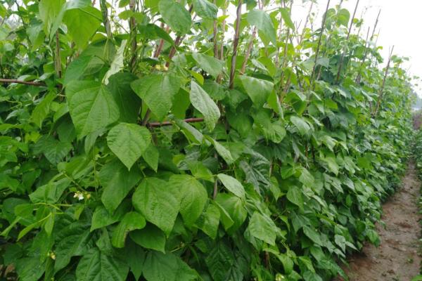 四季豆高产种植方法，每穴可保留2株建壮苗