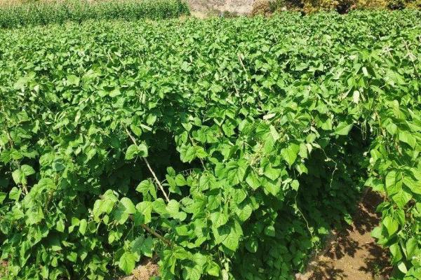 四季豆高产种植方法，每穴可保留2株建壮苗
