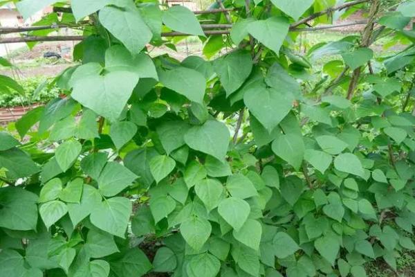四季豆高产种植方法，每穴可保留2株建壮苗