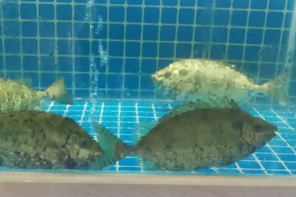泥猛鱼有没有毒，刺有毒但是毒性不强