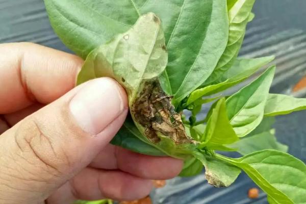 辣椒灰霉病的症状，不同阶段发病症状不同