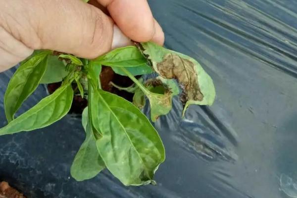 辣椒灰霉病的症状，不同阶段发病症状不同