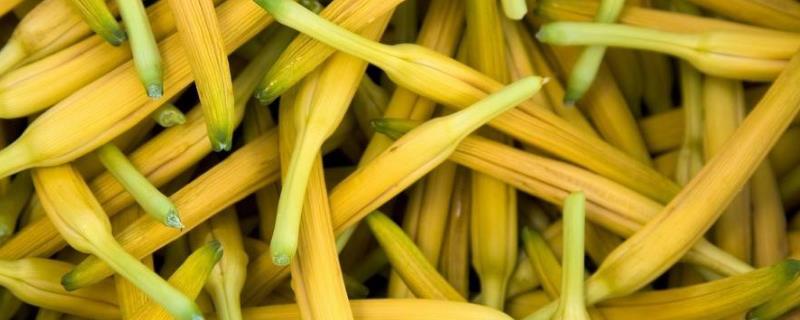 黄花菜收获后怎么管理