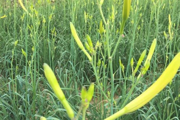 黄花菜收获后怎么管理，深翻土壤彻底清园可减少病虫害的发生