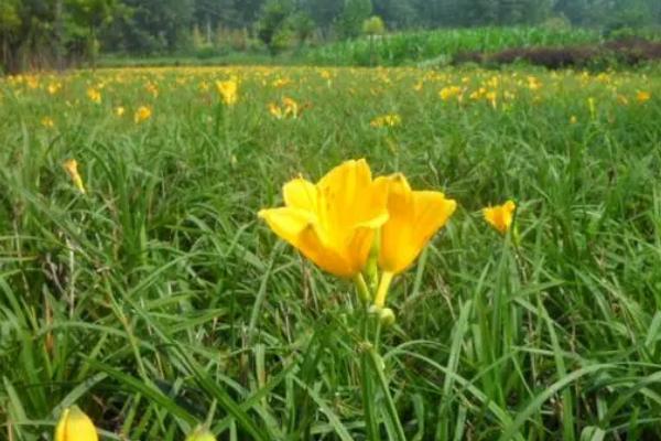 黄花菜收获后怎么管理，深翻土壤彻底清园可减少病虫害的发生