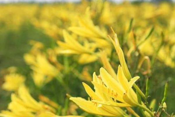 黄花菜收获后怎么管理，深翻土壤彻底清园可减少病虫害的发生