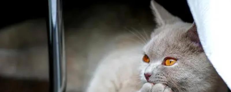 猫咪为什么会突然咬主人