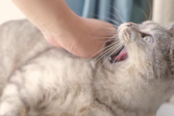 猫咪为什么会突然咬主人，有可能是在撒娇示好