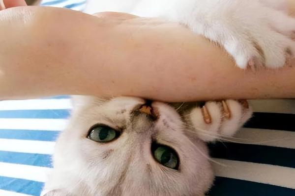 猫咪为什么会突然咬主人，有可能是在撒娇示好
