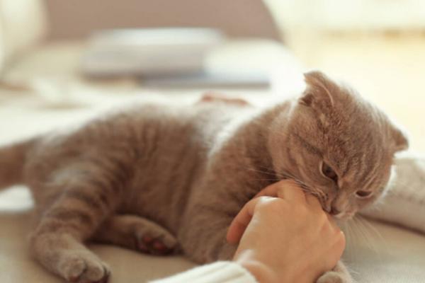 猫咪为什么会突然咬主人，有可能是在撒娇示好