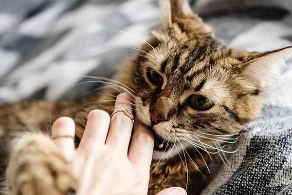 猫咪为什么会突然咬主人，有可能是在撒娇示好