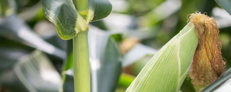 玉米喷错除草剂的补救措施