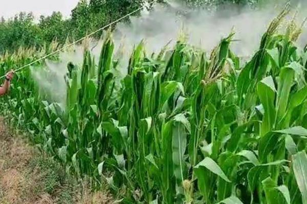 玉米喷错除草剂的补救措施，药害较重的田块及时改种