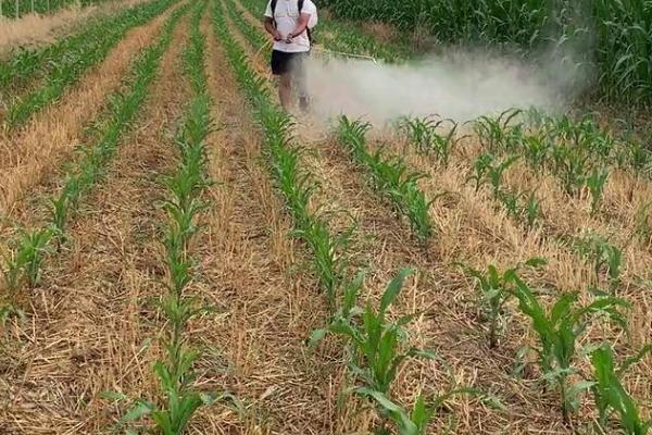 玉米喷错除草剂的补救措施，药害较重的田块及时改种