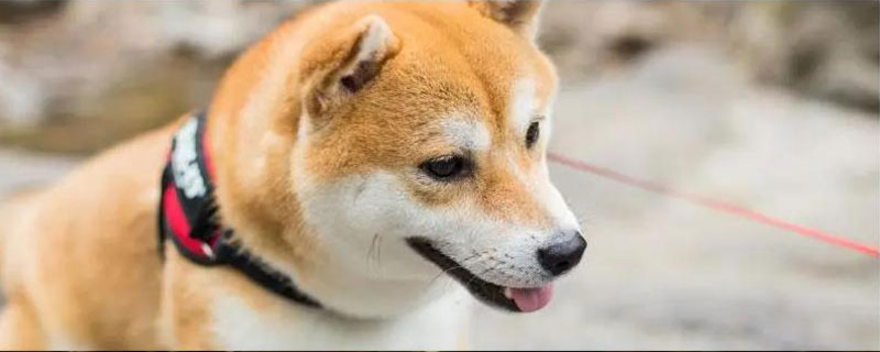 狗狗突然频繁喝水的原因