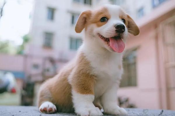 狗狗突然频繁喝水的原因，需找准原因对症治疗