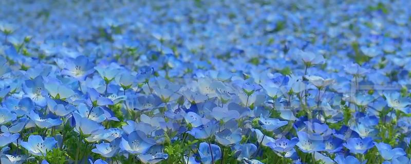 粉蝶花开花时间