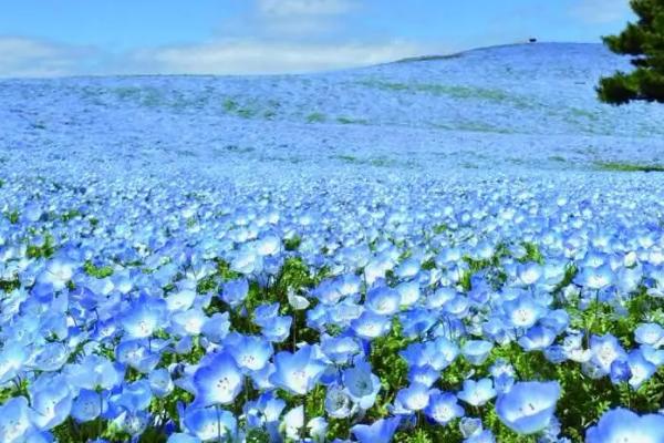 粉蝶花开放时间，开花时间多为4-5月份