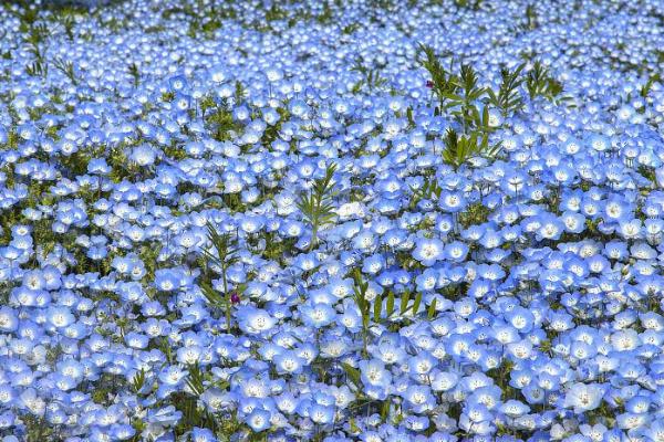 粉蝶花开放时间，开花时间多为4-5月份