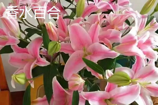 给女孩子送百合花的意义，不同数量代表的意思有所区别