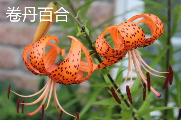 给女孩子送百合花的意义，不同数量代表的意思有所区别