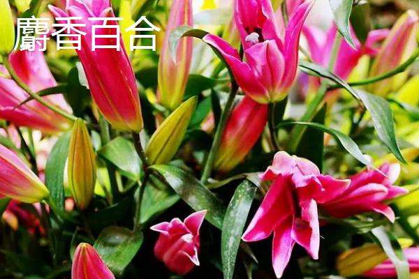 给女孩子送百合花的意义，不同数量代表的意思有所区别