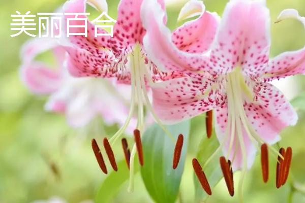 给女孩子送百合花的意义，不同数量代表的意思有所区别