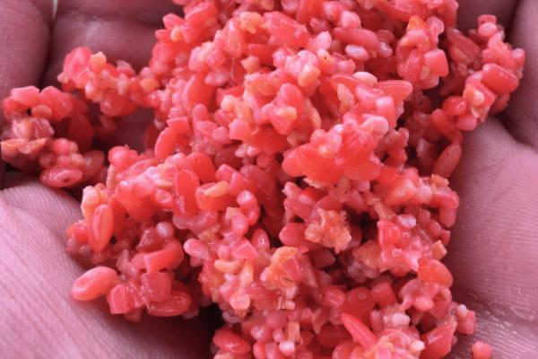 土鲮鱼的饵料，水草和腥味饵料都可以