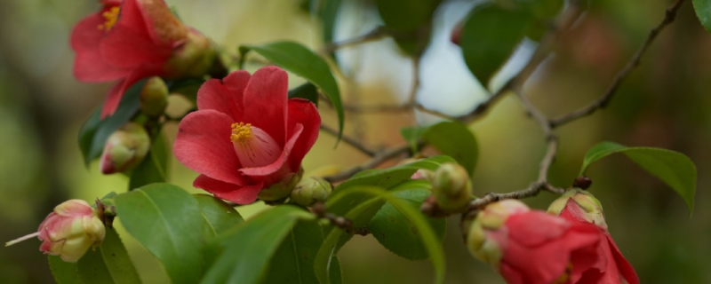 山茶花的养殖方法浇水