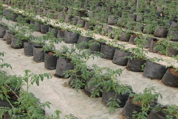 夏季如何防治番茄败秧，培土垅栽有利于壮秧抗逆