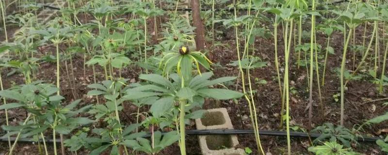 独脚莲种植技术