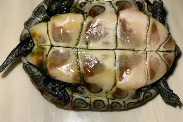 乌龟可以吃什么消炎药，头孢和黄连素均可用
