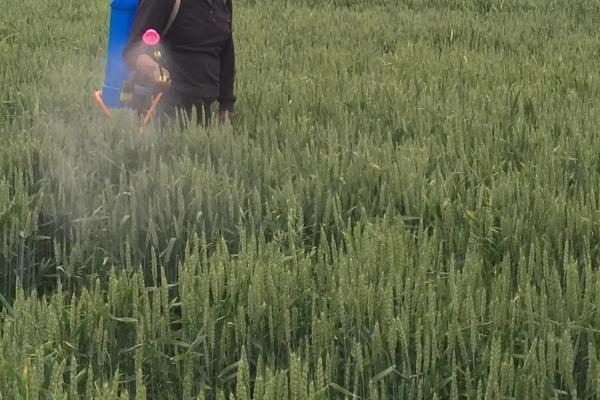 小麦赤霉病防治措施，坚持合理选药及科学施药