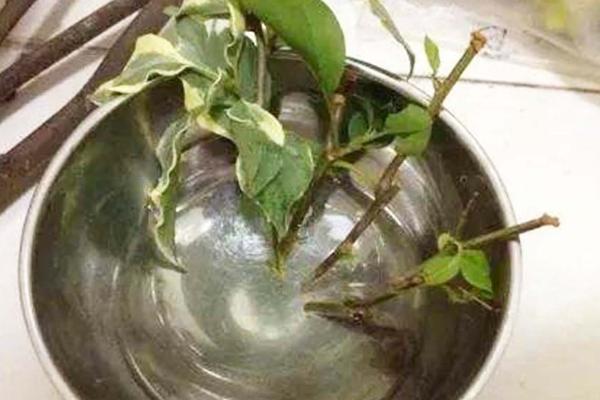 植物生长调节剂的作用，可促进发芽