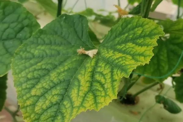 黄瓜缺素原因以及如何防治，针对缺素症状要补施对应的肥料