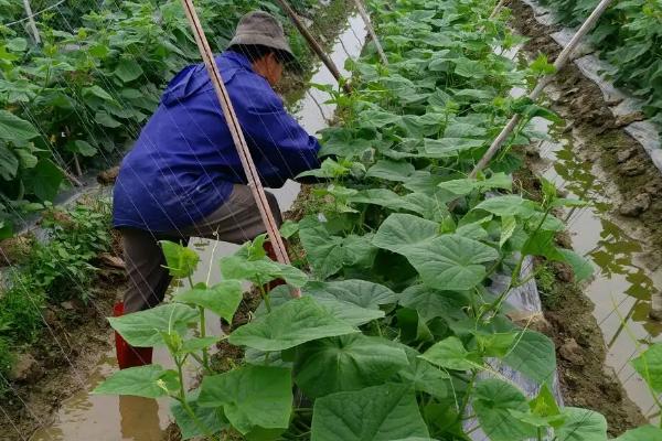 黄瓜缺素原因以及如何防治，针对缺素症状要补施对应的肥料