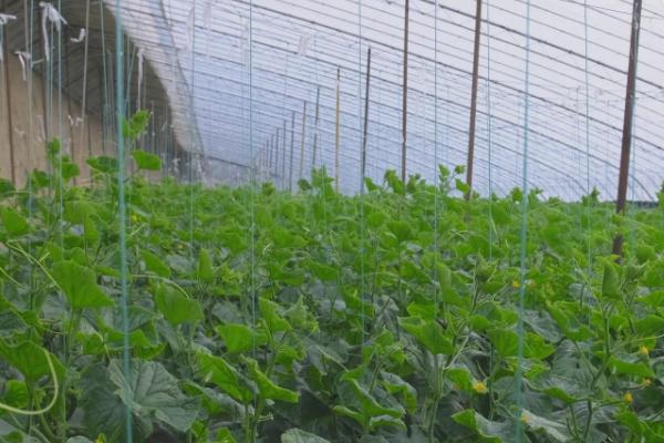 黄瓜缺素原因以及如何防治，针对缺素症状要补施对应的肥料