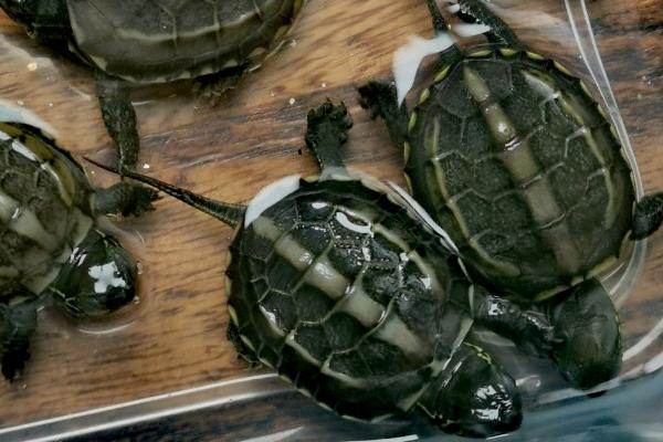 草龟能不能用深水养，用深水饲养容易窒息