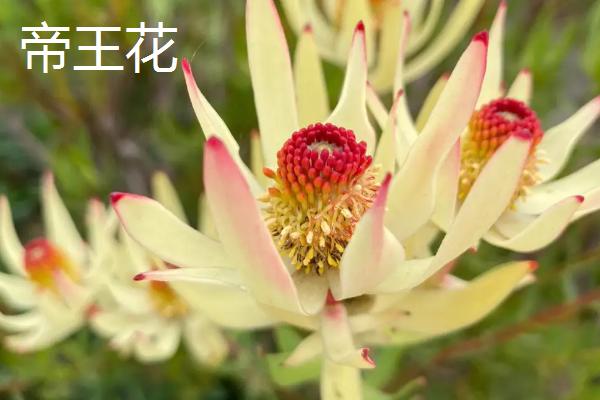 帝王花的品种，阳光是有名的杂交品种