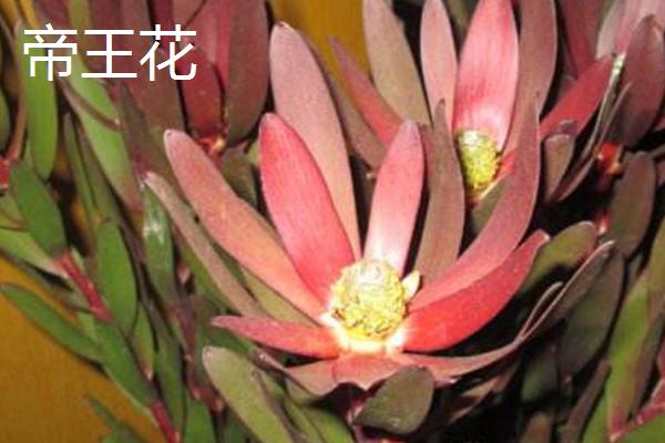 帝王花的品种，阳光是有名的杂交品种