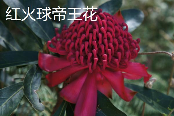 帝王花的品种，阳光是有名的杂交品种