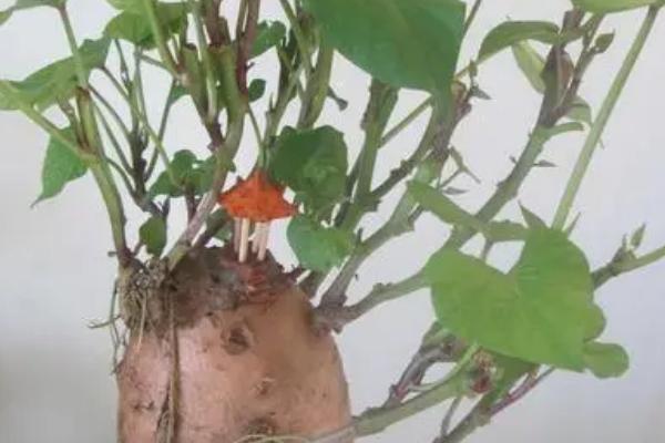 红薯快速发芽长叶的方法，可水培也可土培