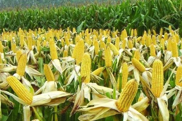隆平206玉米品种介绍，生育期为137天左右
