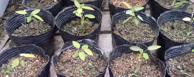 跳舞草的苗期管理技术